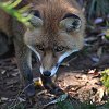 img_fox2.jpg