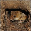img_rat.jpg