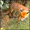 img_fox.jpg