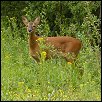 img_deer.jpg
