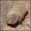 img_mole.jpg