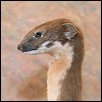 weasel.jpg