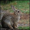 img_rabbit.jpg