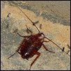 img_cockroach.jpg